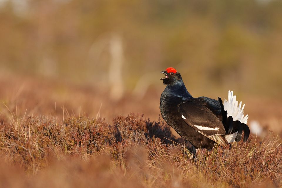 Тетерева на дороге. Тетерев весной. порхалище для тетерева. lekking capercaillie.